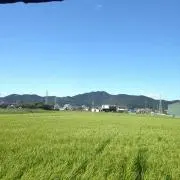 トリッピー