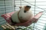 =^•^= hamster ~^•^~。の画像