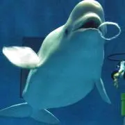 バブルリング