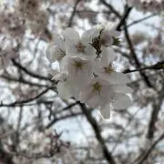 koieの画像