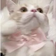 この画像
