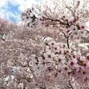nico☆の画像