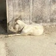やぎの画像