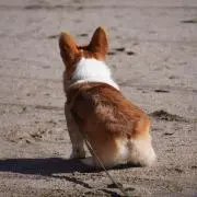 いっちゃんの画像