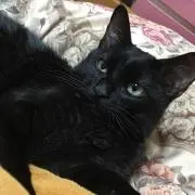マロ