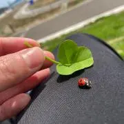 こまさんの画像
