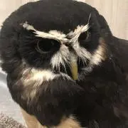 チョコ