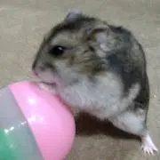 まるぷ