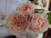 メル49340の画像