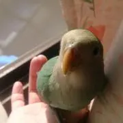 さやか