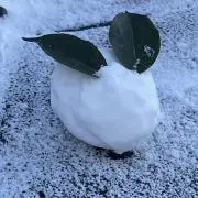 ぽんずの画像