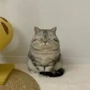 はぴ