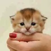 adgjmptw