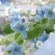 Decoの画像