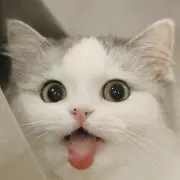 黒猫の画像