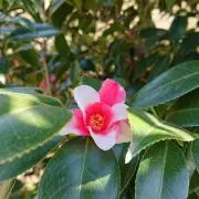 お猿♡〜プロフ必読おねがいします〜の画像