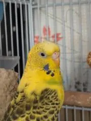 ヨシひこの画像