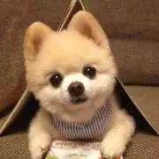 わんこの画像