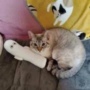 セリカの画像