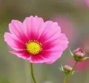 秋桜