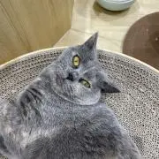 kawa
