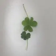 conoの画像