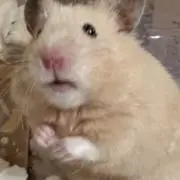 あの画像