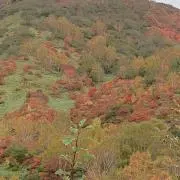 モコ