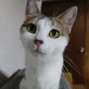 ぼんこ