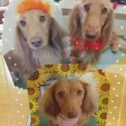 キラキラHanaちゃんの画像