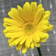 ずんの画像
