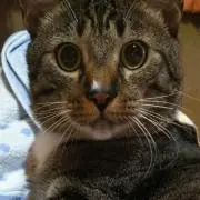 Gonchan.★の画像
