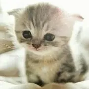 なっつ