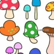 きのこの画像