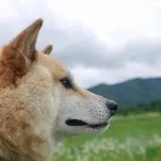 エルバッキーアルターゴゾの画像