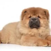 うまるちゃん