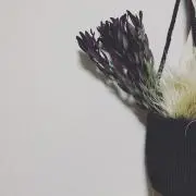 Chiiの画像