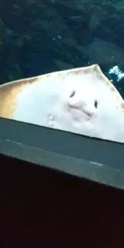 KFJの画像