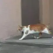 りんごの画像