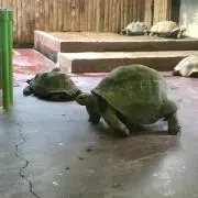 ゆあゆあ