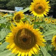 りりの画像