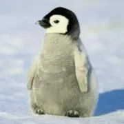 ペンギン