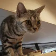 いずの画像