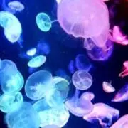 まめたろうの画像