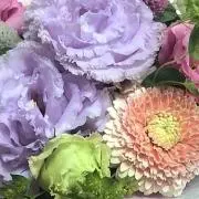 ポムの画像