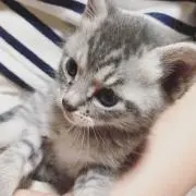 cocoの画像