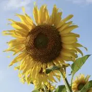 はるの画像