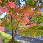 みぃの画像