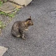 Chimoyの画像