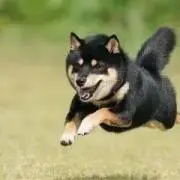 うわの画像